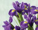 purple-flowers.jpg