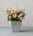 roses.jpg